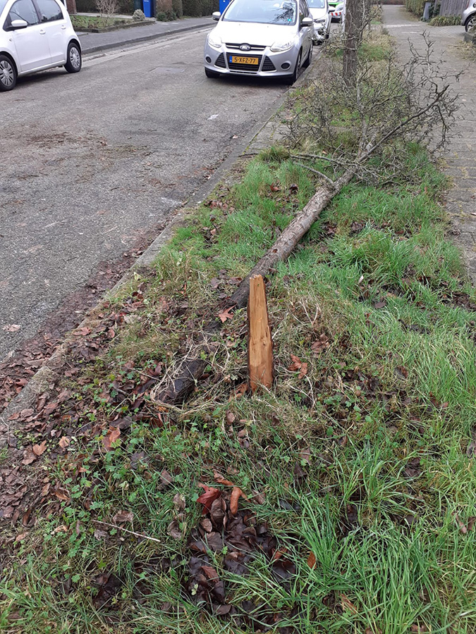Aanrijdingsschade jonge boom