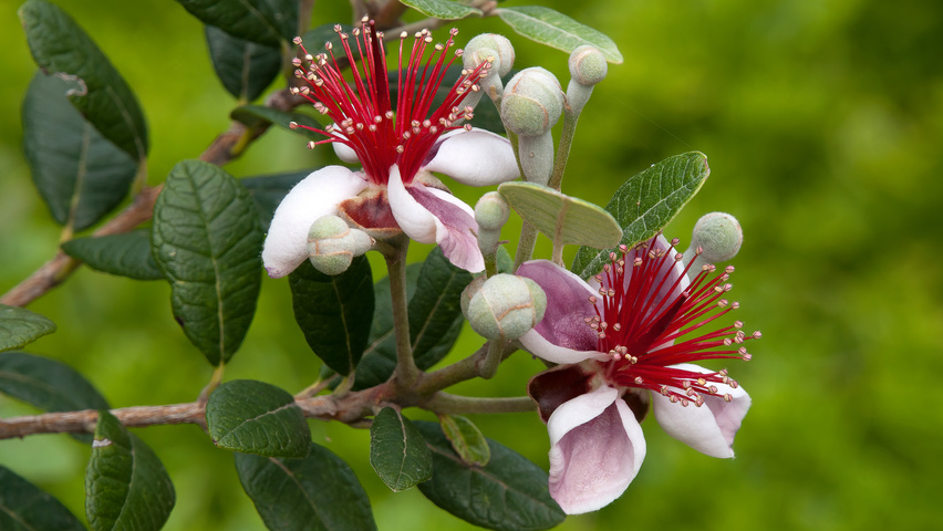 Acca sellowiana (ananasguave, feijoa)