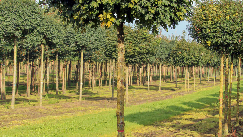 Acer campestre ‘Nanum’ (veldesdoorn ‘Nanum’)