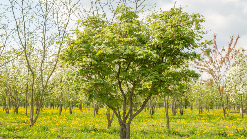 Acer japonicum 'Aconitifolium'