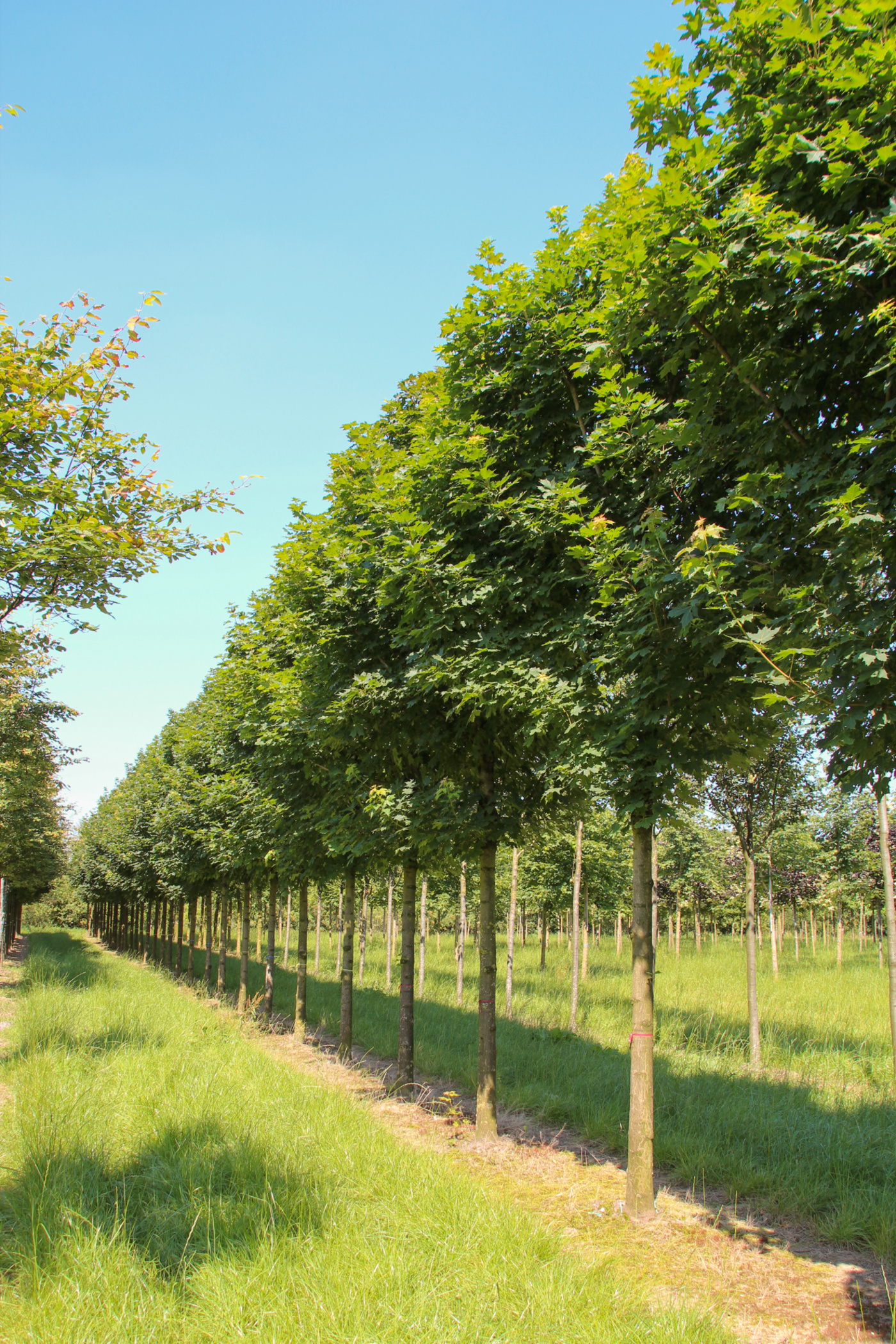 Acer platanoides (Noorse esdoorn)