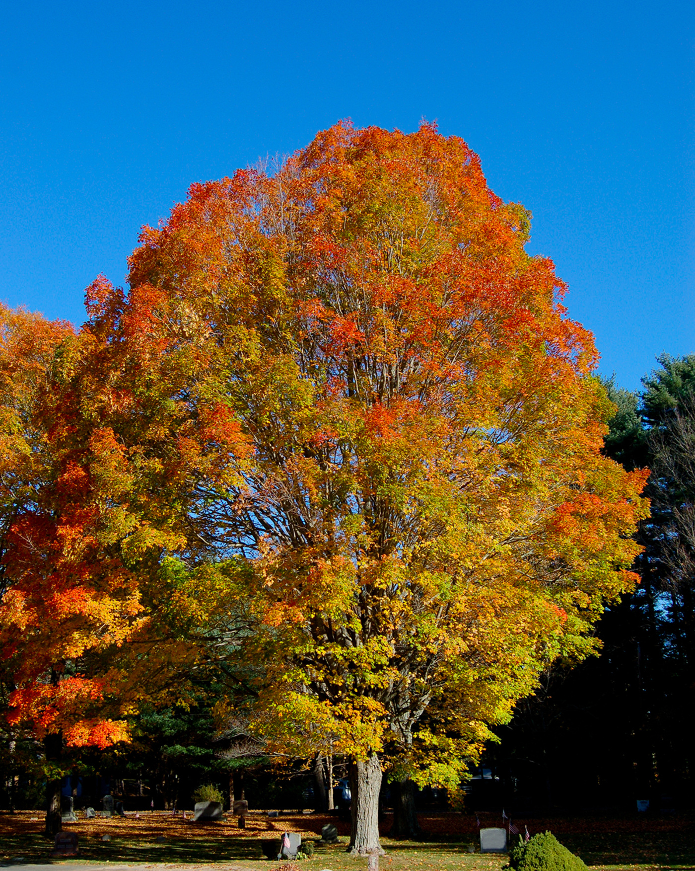Acer saccharum (Suikeresdoorn)
