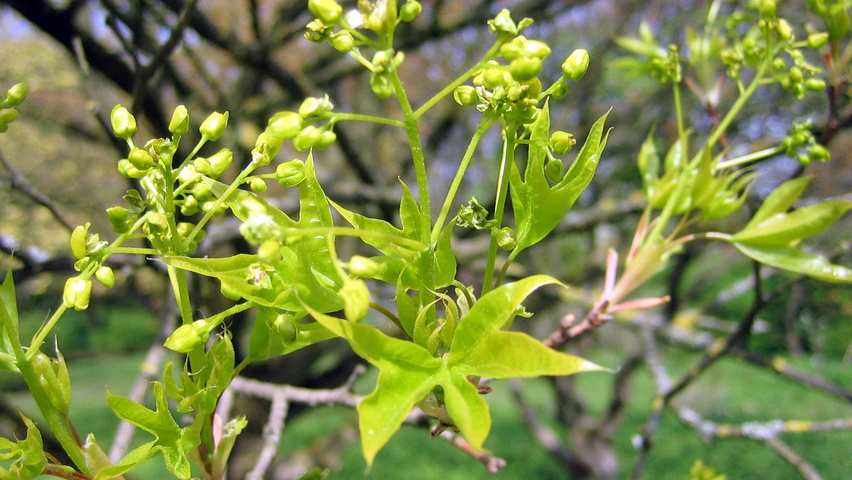 Acer truncatum (Truncatum esdoorn)