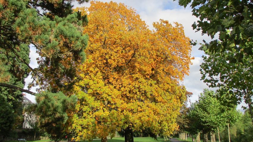 Aesculus flava (gele pavia)