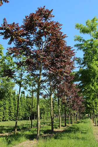 Ailanthus altissima ‘Purple Dragon’