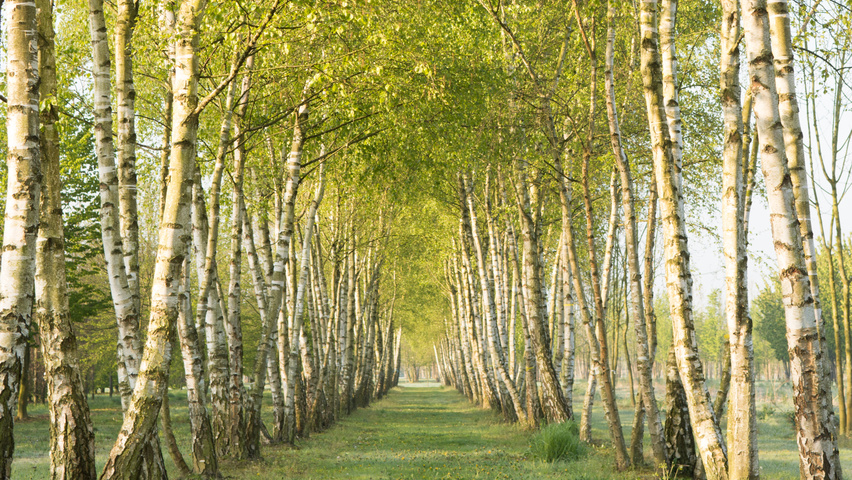 Betula pubescens (zachte berk)