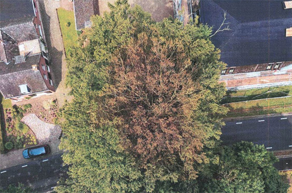 Brandschade kruin monumentale boom