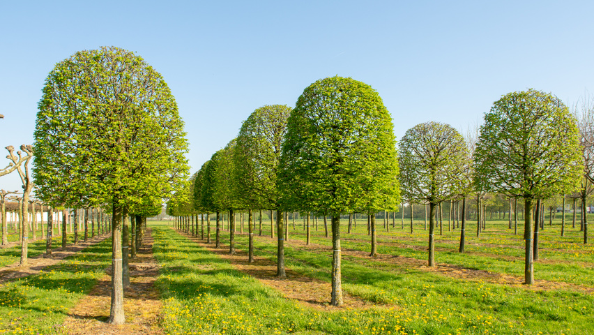 Carpinus betulus (haagbeuk)