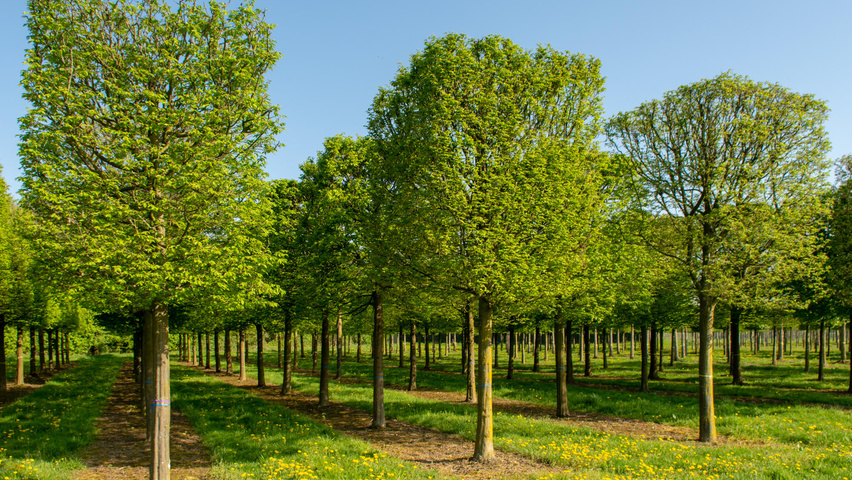 Carpinus betulus (haagbeuk)